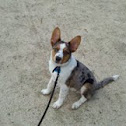 Australian shepard
