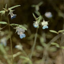Blue-eyed Mary