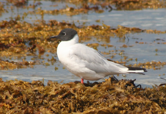 Spotting Image 1