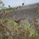 Song Sparrow