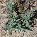 salt heliotrope