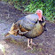 Wild Turkey