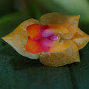 Lepanthes