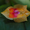 Lepanthes