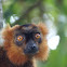 lemur
