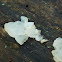 Tremella?