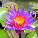 Waterlily