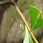 Orchard Orb Weaver