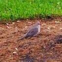 Mourning Dove