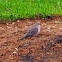 Mourning Dove