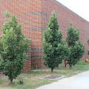 crimson spire oak