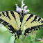 Eastern Tiger Swallowtail