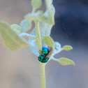 California Cuckoo Wasp