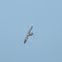 Brown Pelican