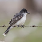 Eastern Kingbird
