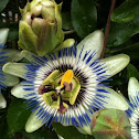 Blue Passionflower