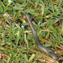 Pond Snake