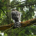 Cooper's Hawk