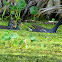 Common Moorehen