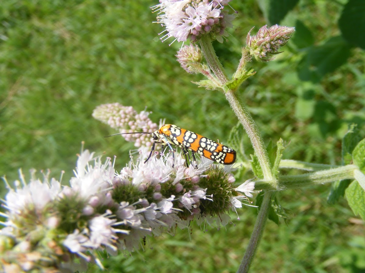 Ailanthus Webworm