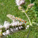 Ailanthus Webworm