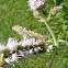 Ailanthus Webworm