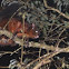 Formosan Giant Flying Squirrel 