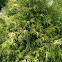 Arcadia juniper