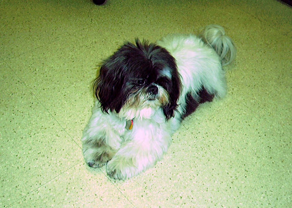 Spotting Image 1