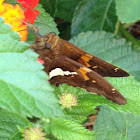 Silver-spotted Skipper