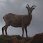 Bighorn sheep
