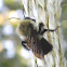 bumblebee