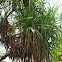 Pandanus