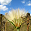 Yellow Goats Beard