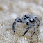 Jumping Spider