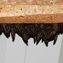 Townsend's Big-Eared Bat