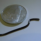 blind snake