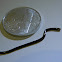 blind snake