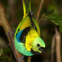 Green-headed tanager