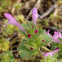henbit deadnettle
