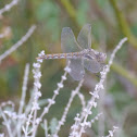 Variegated Meadowhawk