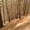 Pine forest