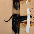 Palo verde borer beetle