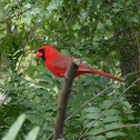 Northern Cardinal