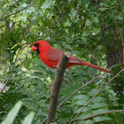 Northern Cardinal