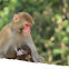 Monkeys