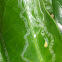 Leafminer