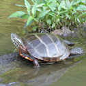 Eastern Painted Turtle