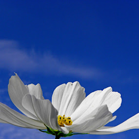 by Paul Scullion - Nature Up Close Flowers