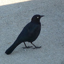 Unnamed spotting